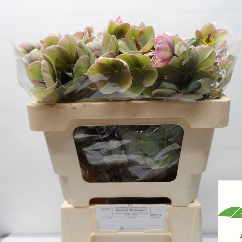 Helleborus lila/hell grün Baylis Blush 50cm