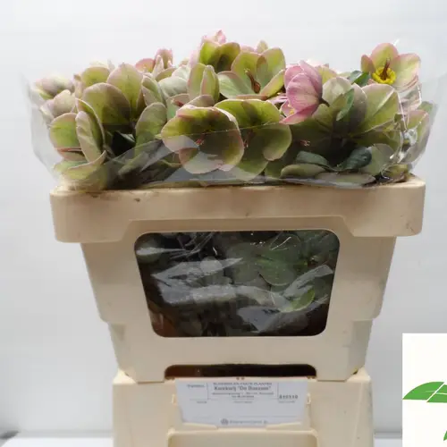 Helleborus lila/hell grün Baylis Blush 50cm