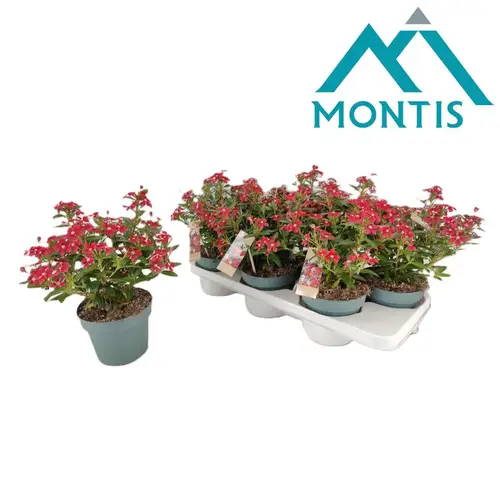 Catharanthus rot Soiree T14 H017