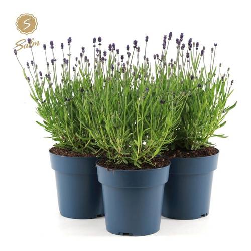 Lavendel Ang. Felice T15 H040