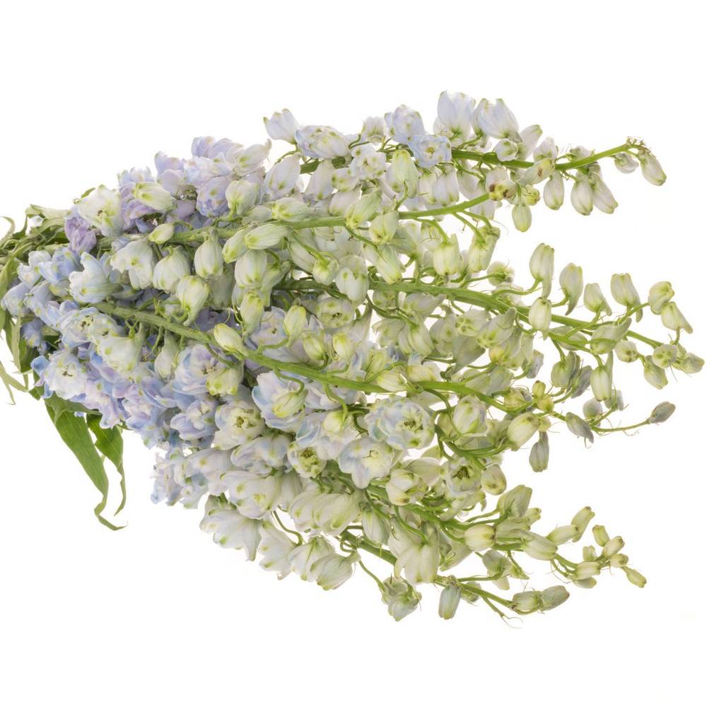 Delphinium lavendel Guard 80cm