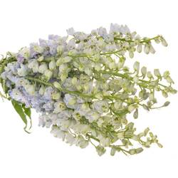 Delphinium lavendel Guard 80cm