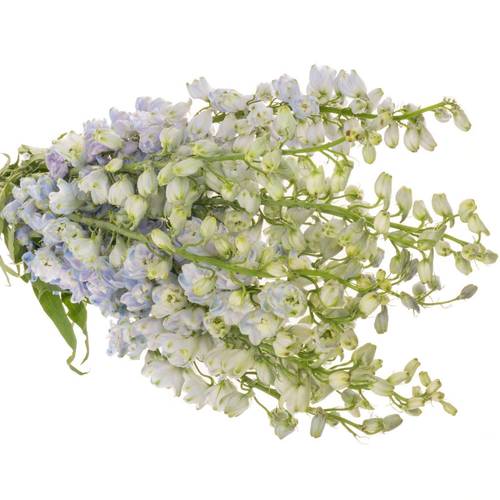 Delphinium lavendel Guard 80cm