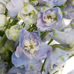Delphinium lavendel Guard 80cm