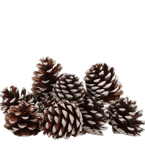 Trocken Maritima Whitewashed Small 05–09cm x50