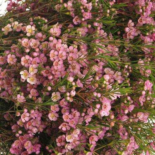 Wachsflower hell rosa Wendy 40 Gramm 70cm