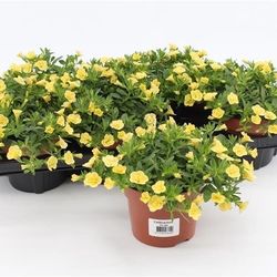 Calibrachoa gelb T13 H15