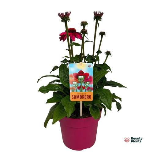 Echinacea fuchsia Sombrero T17 H050