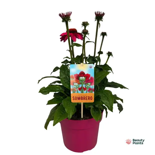 Echinacea fuchsia Sombrero T17 H050