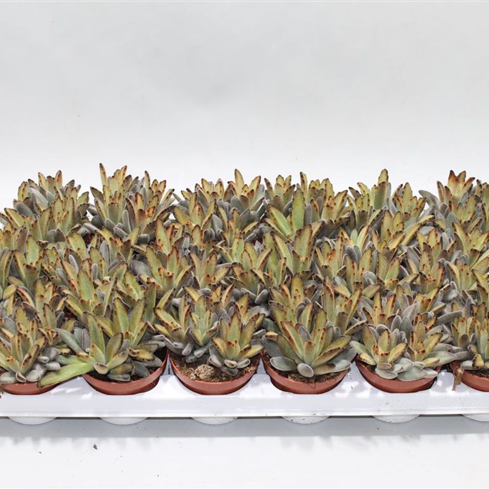 Kalanchoe Soldier T08 H16