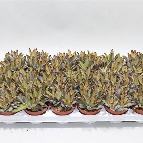 Kalanchoe Soldier T08 H16