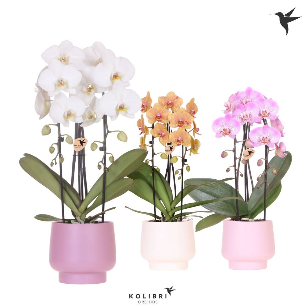 Phal.2-r mix Cascade im Scandic Übertopf T12 H050