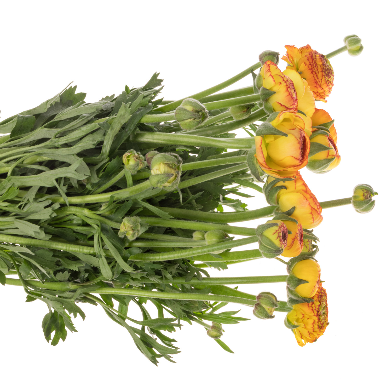 Ranunkel orang-gelb Aazur Orange Stripes 60 Gramm 45cm