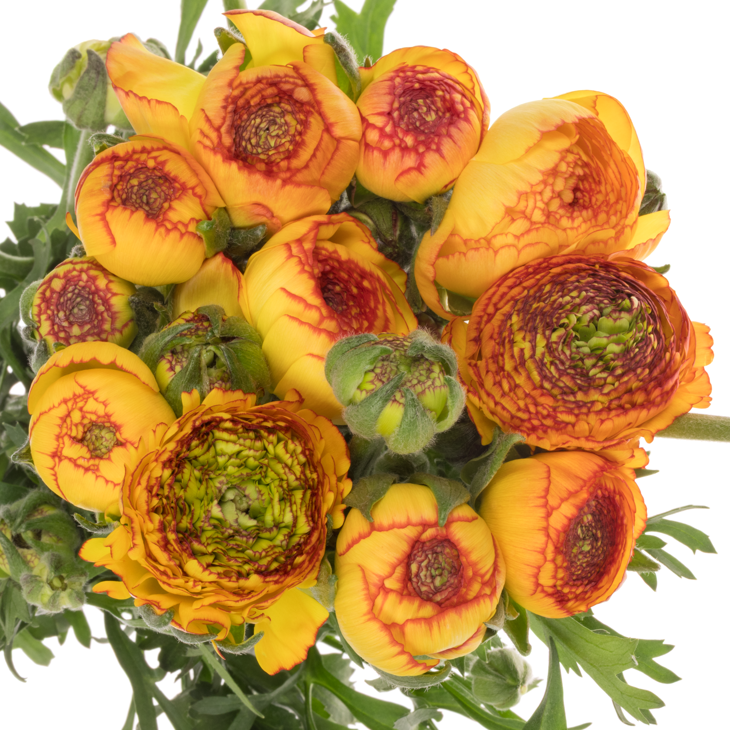 Ranunkel orang-gelb Aazur Orange Stripes 60 Gramm 45cm