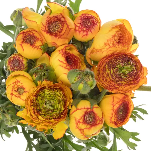 Ranunkel orang-gelb Aazur Orange Stripes 60 Gramm 45cm