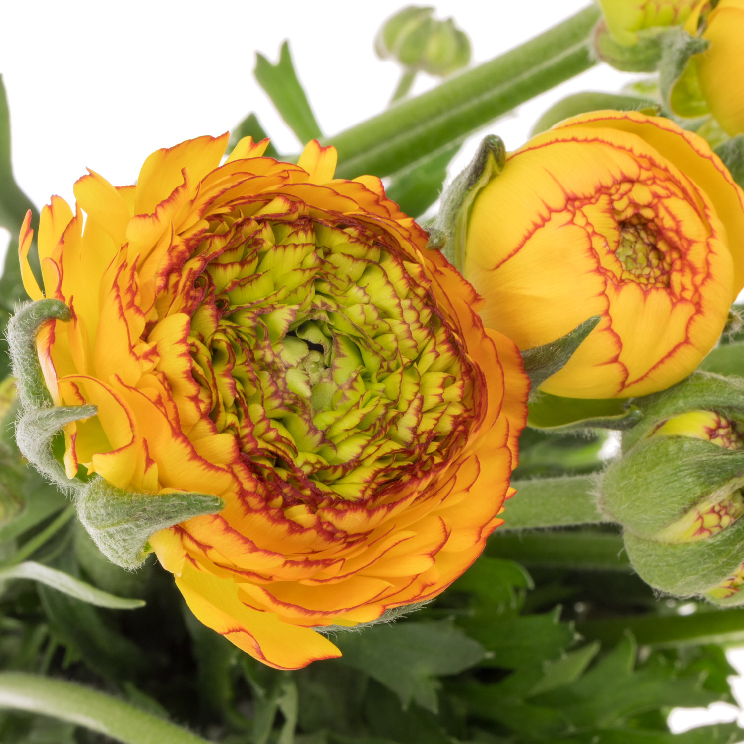 Ranunkel orang-gelb Aazur Orange Stripes 60 Gramm 45cm