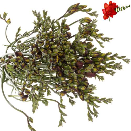 Freesie rot Baron 22 Gramm