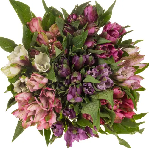 Alstroemerie mix im bund 90 gram 75cm