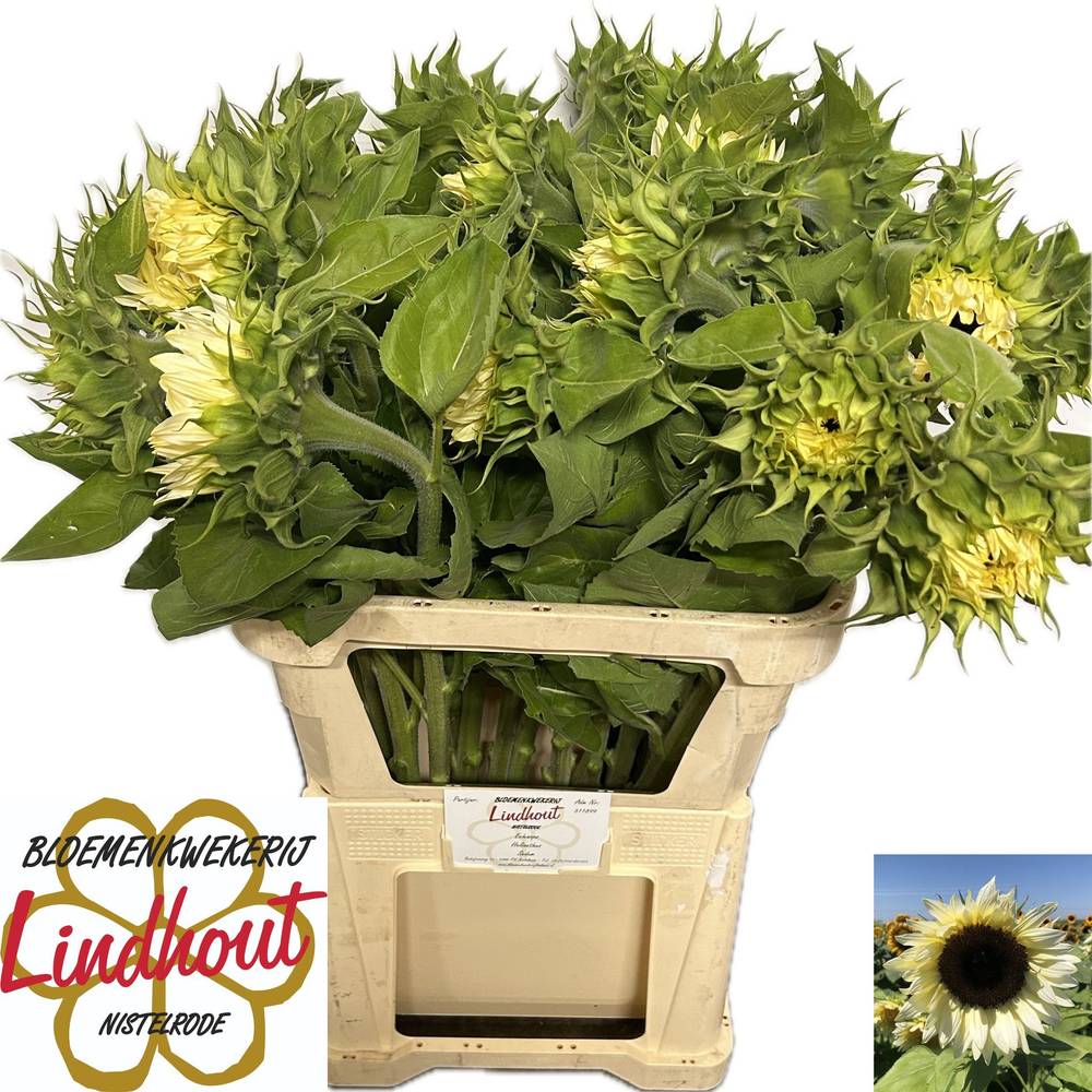 Sonnenblume creme White Nite 80cm