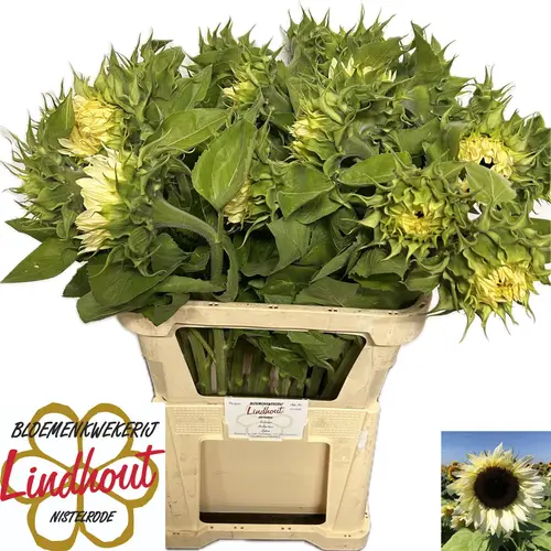 Sonnenblume creme White Nite 80cm