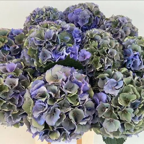 Hortensie milka/grün Palace Classic Bol 17cm 60cm