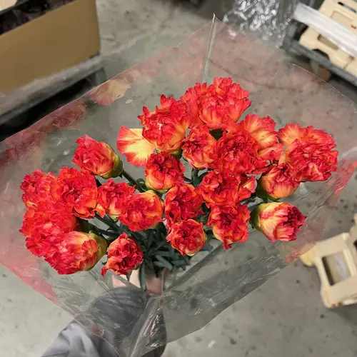 Nelke gelb/rot Rita 65cm