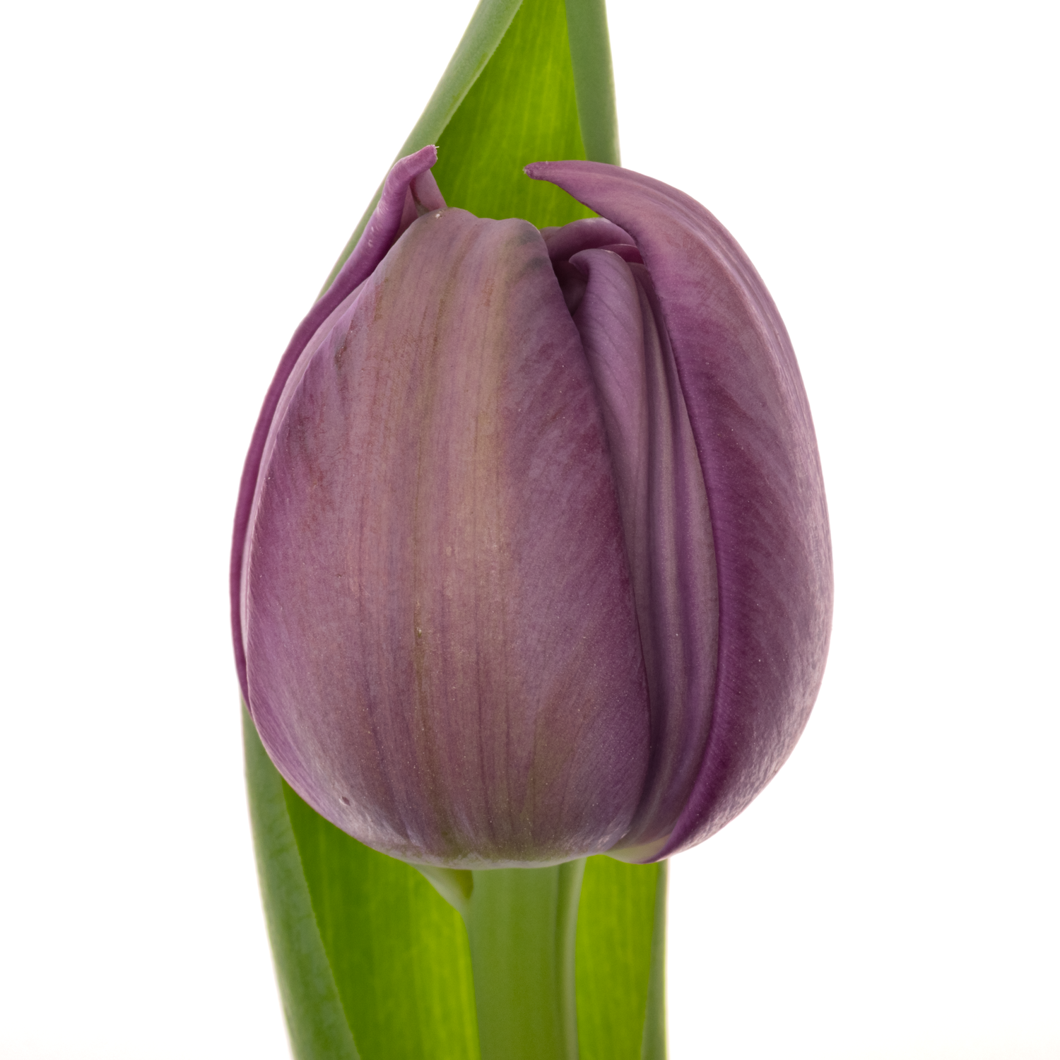 Tulpe lila doppel Surprise eva 37 Gramm