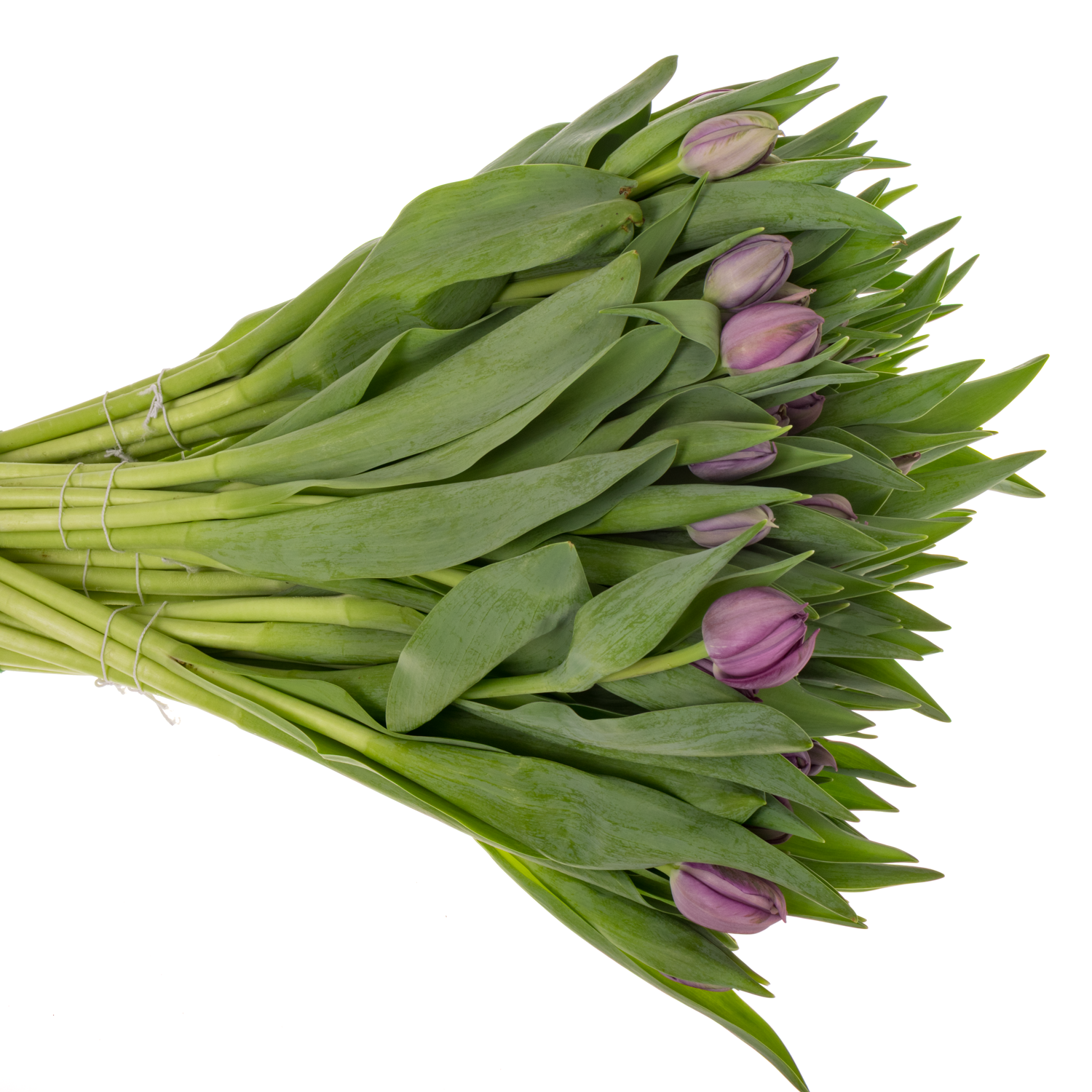 Tulpe lila doppel Surprise eva 37 Gramm