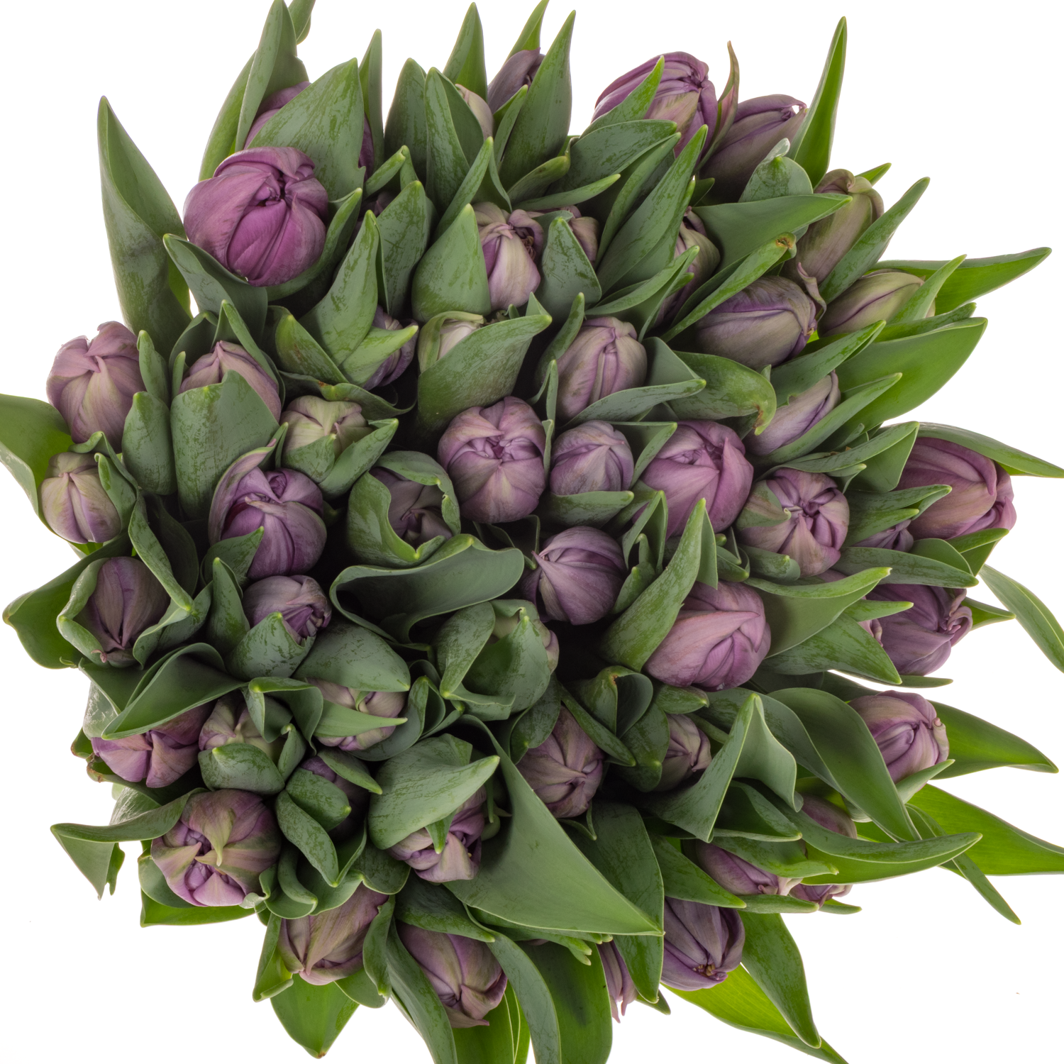 Tulpe lila doppel Surprise eva 37 Gramm