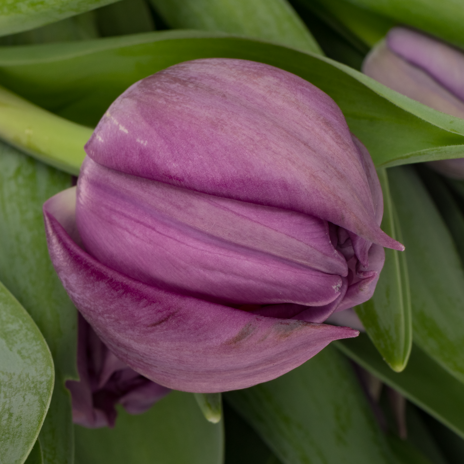 Tulpe lila doppel Surprise eva 37 Gramm