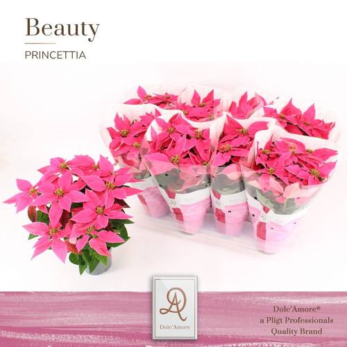 Princettia dunkel rosa T12 H031