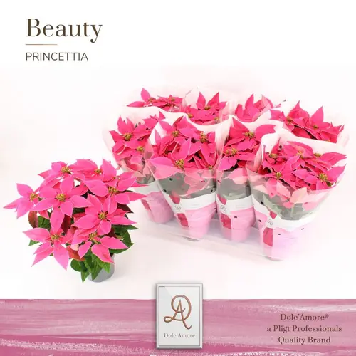 Princettia dunkel rosa T12 H031