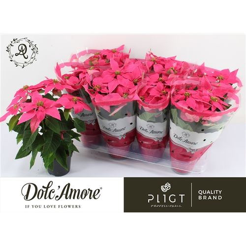 Princettia dunkel rosa T12 H031