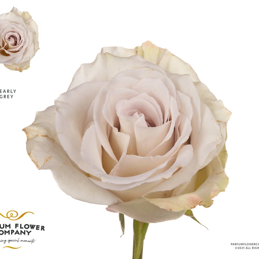 Rose creme/grau premium Early Grey