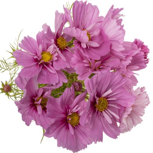 Cosmos dunkel rosa 70cm