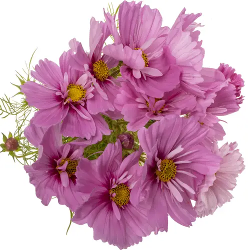 Cosmos dunkel rosa 70cm