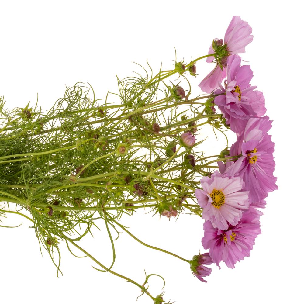Cosmos dunkel rosa 70cm