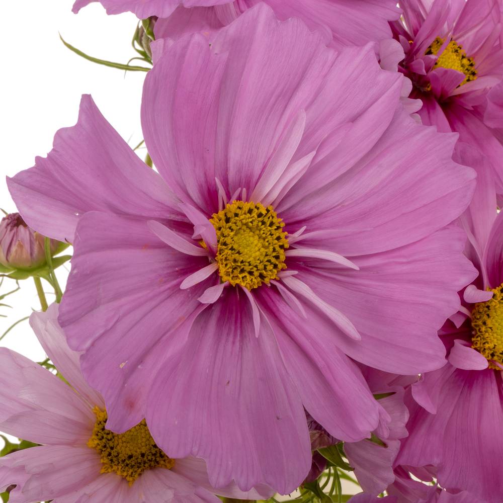 Cosmos dunkel rosa 70cm