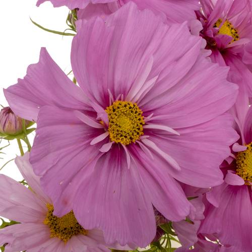 Cosmos dunkel rosa 70cm
