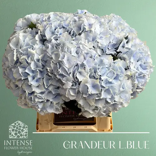 Hortensie hell blau Grandeur Bol 19cm 40cm