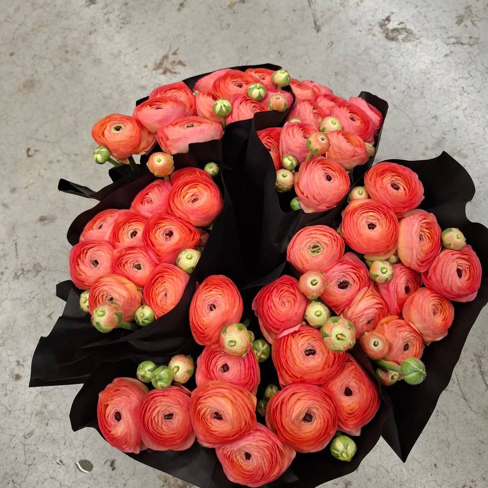 Ranunkel lachs dunkel Cloni Aragosta Super 40cm