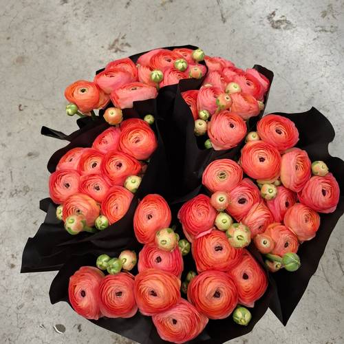 Ranunkel lachs dunkel Cloni Aragosta Super 40cm