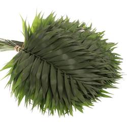 Chico grün Mexico 30cm