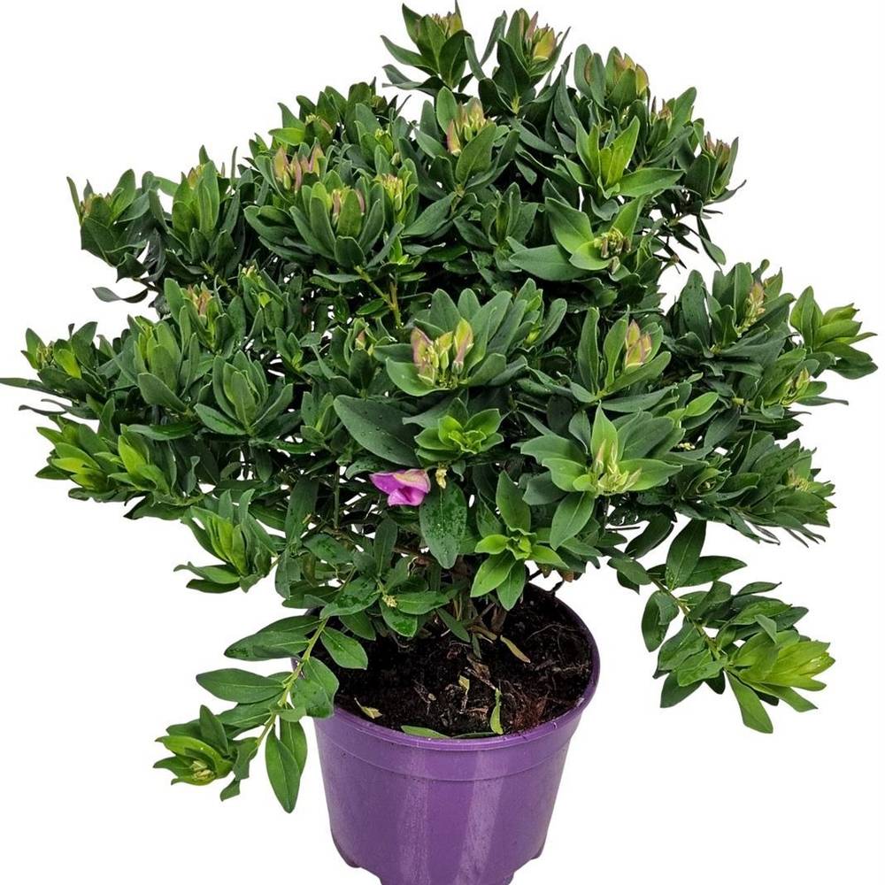 Polygala myrtifolia busch T17 H050