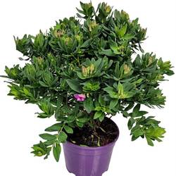 Polygala myrtifolia busch T17 H050