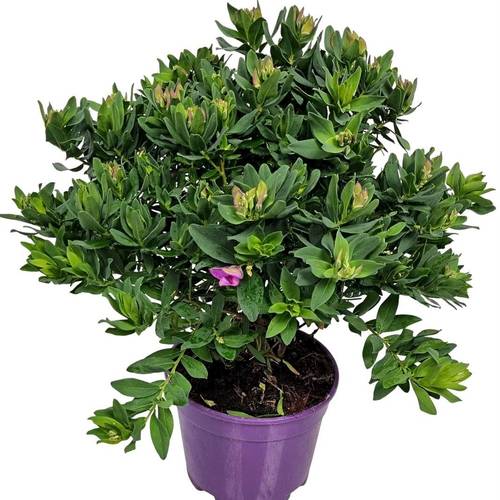 Polygala myrtifolia busch T17 H050