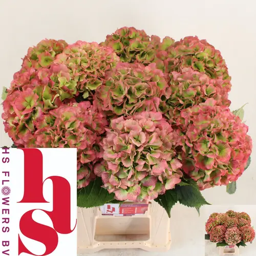 Hortensie rot/grün White Verena classic Bol 18cm 60cm