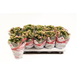 Kal.Gef. hell rosa T10,5 H022
