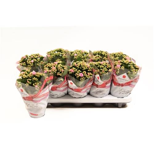 Kal.Gef. hell rosa T10,5 H022