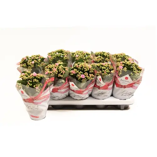Kal.Gef. hell rosa T10,5 H022
